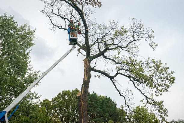 Best Tree Maintenance Programs  in Whitwell, TN